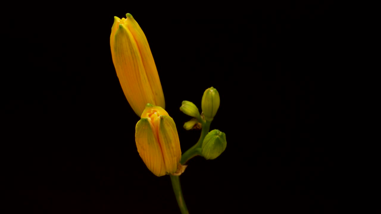 春日百合花开放。在黑色的背景上盛开着美丽的花朵。间隔拍摄。视频素材