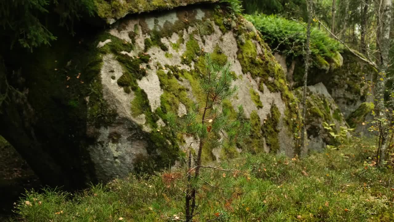 在秋天的森林里以小松树和小石头为背景。视频素材