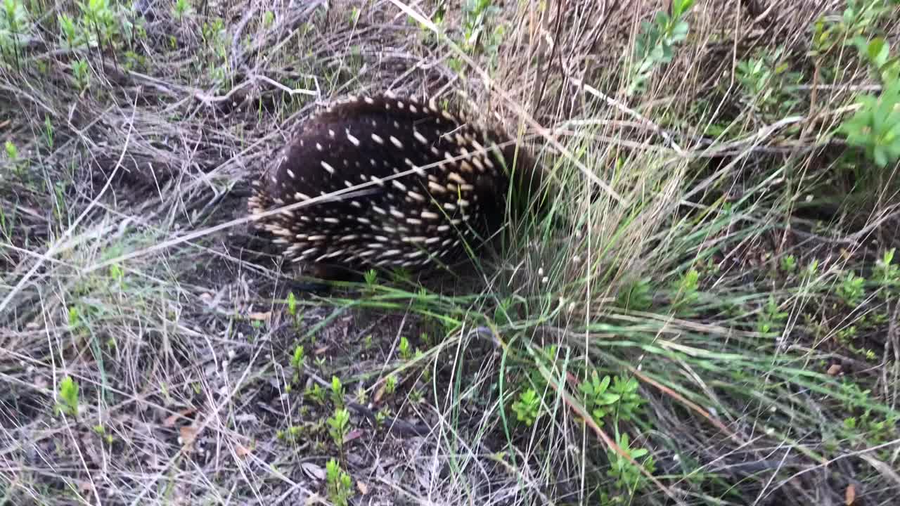 野生针鼹在她的自然栖息地的灌木丛中行走。视频素材