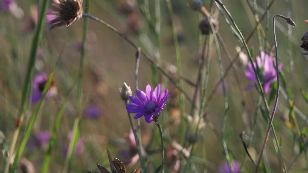 山上绿油油的草地，花和夏草。日落时混杂着野花。UHD 4 k视频素材