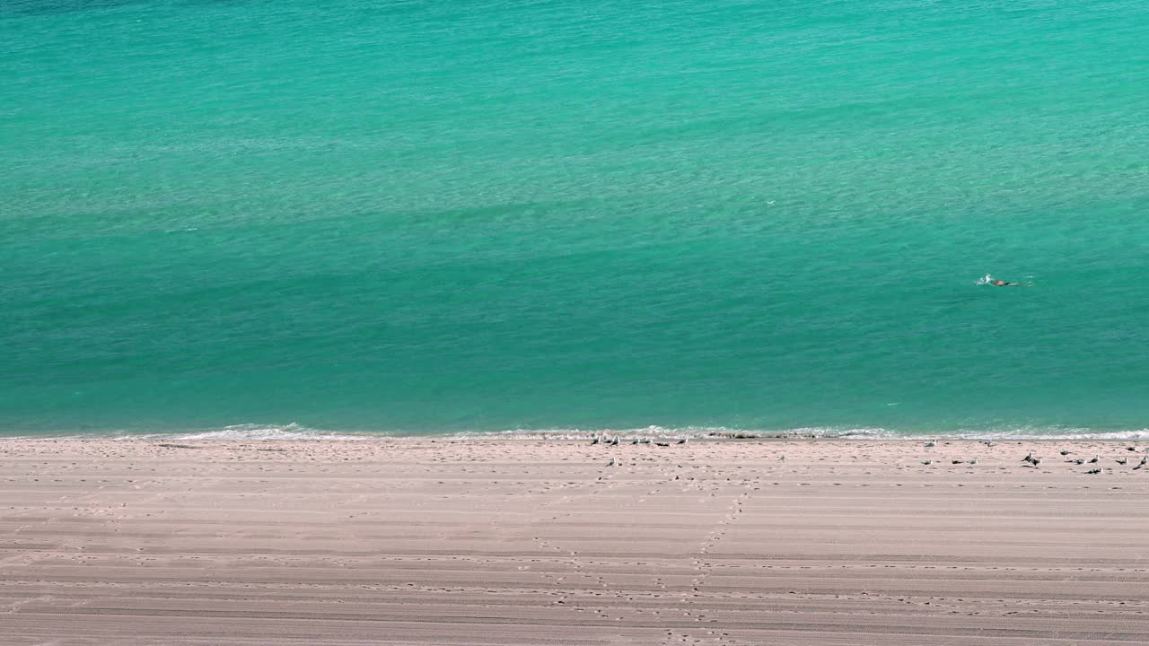 海滩游泳视频素材