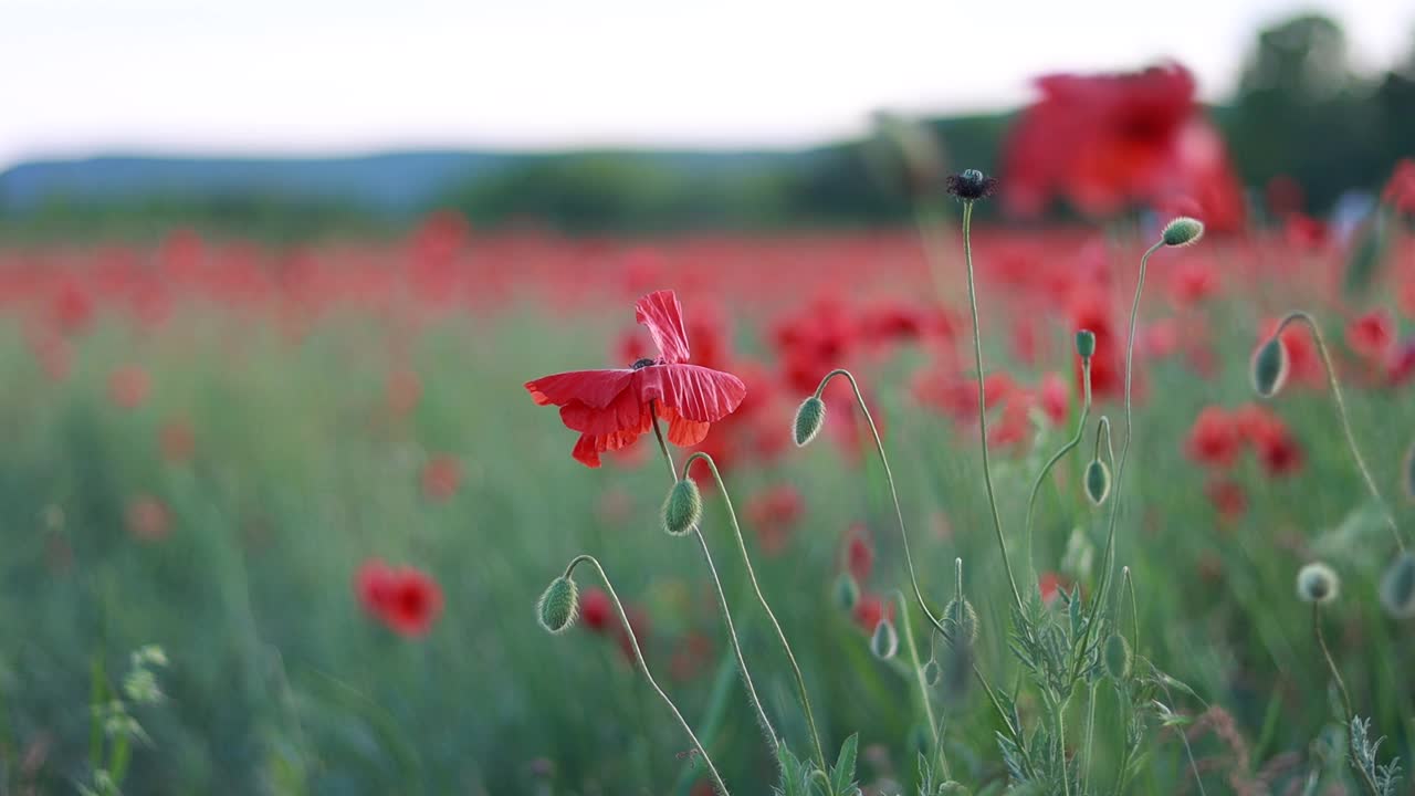 美丽的红色罂粟花田视频素材