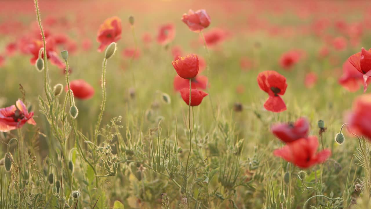 美丽的红色罂粟花田视频素材