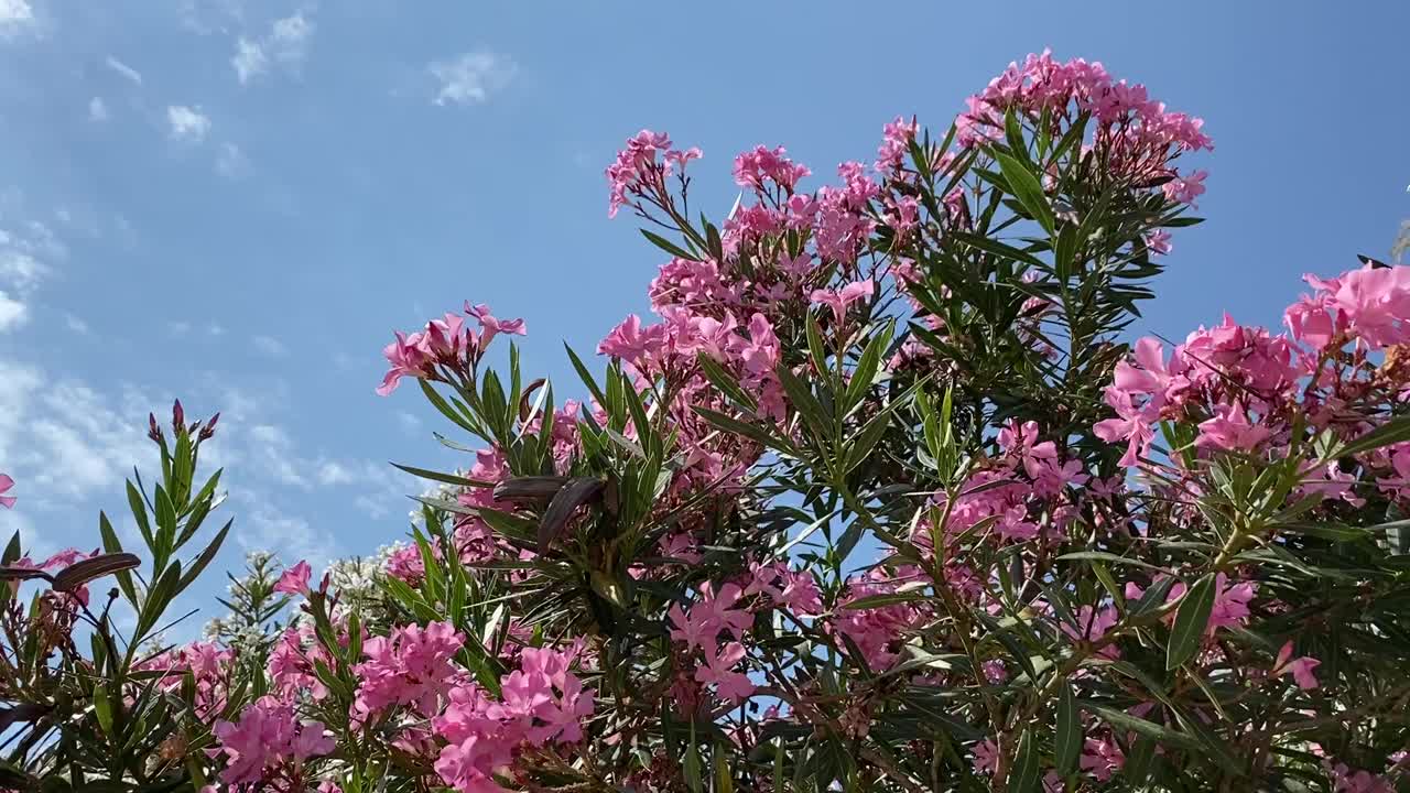 淡粉色的夹竹桃花在花园里盛开。热带夹竹桃灌木对抗晴朗的蓝天。视频素材