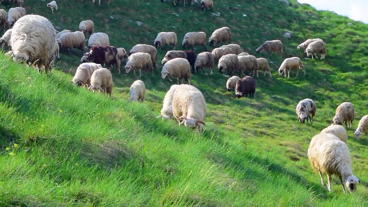 一群羊在青山上吃草。Durmitor国家公园。黑山。视频素材