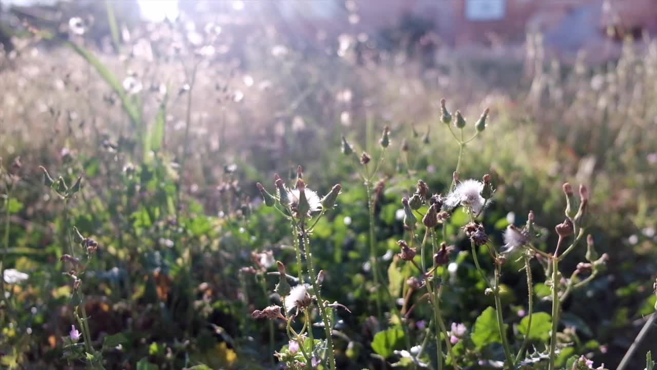 夕阳下的草地视频素材