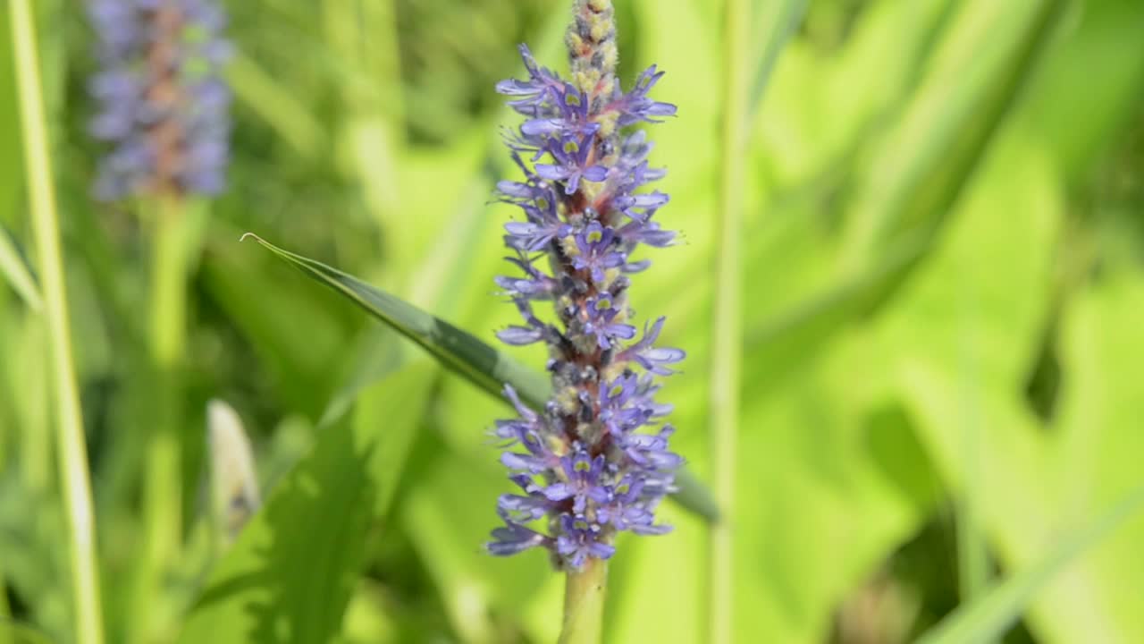 蜜蜂为蓝色花朵授粉视频素材