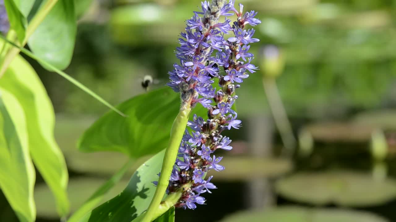 蜜蜂给多朵花授粉视频素材