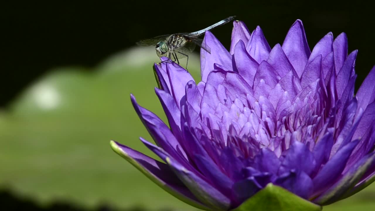 紫花和蜻蜓的特写视频素材