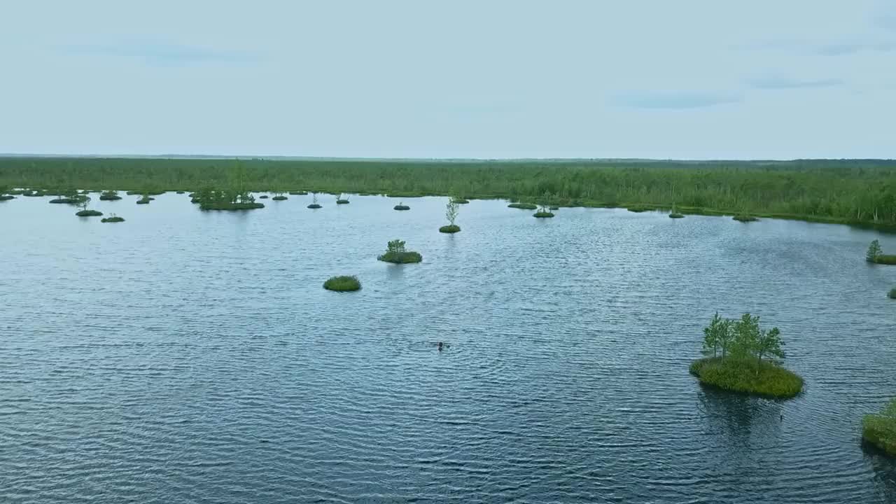 俯视图的沼泽景观。湖沼泽鸟瞰图。环境预订概念。视频素材