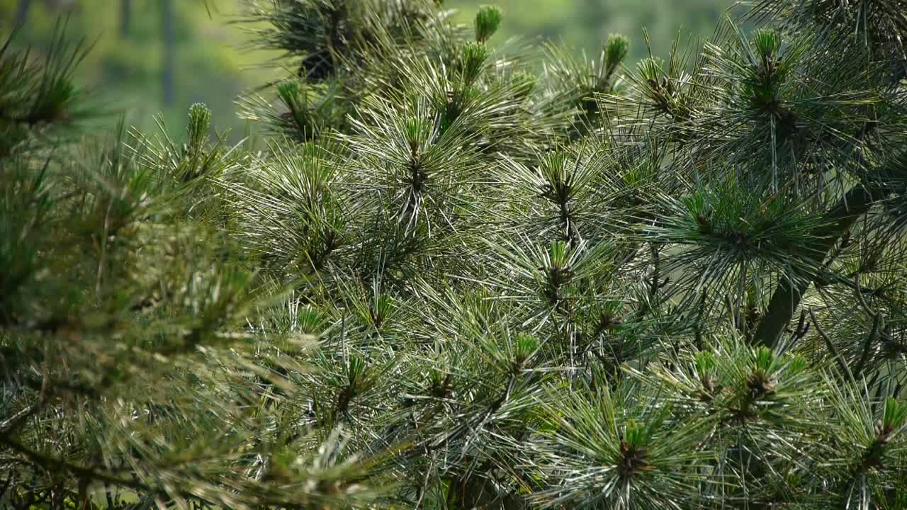 松树，风中的灌木，浓密的秋千树，山坡杂草和草。视频素材