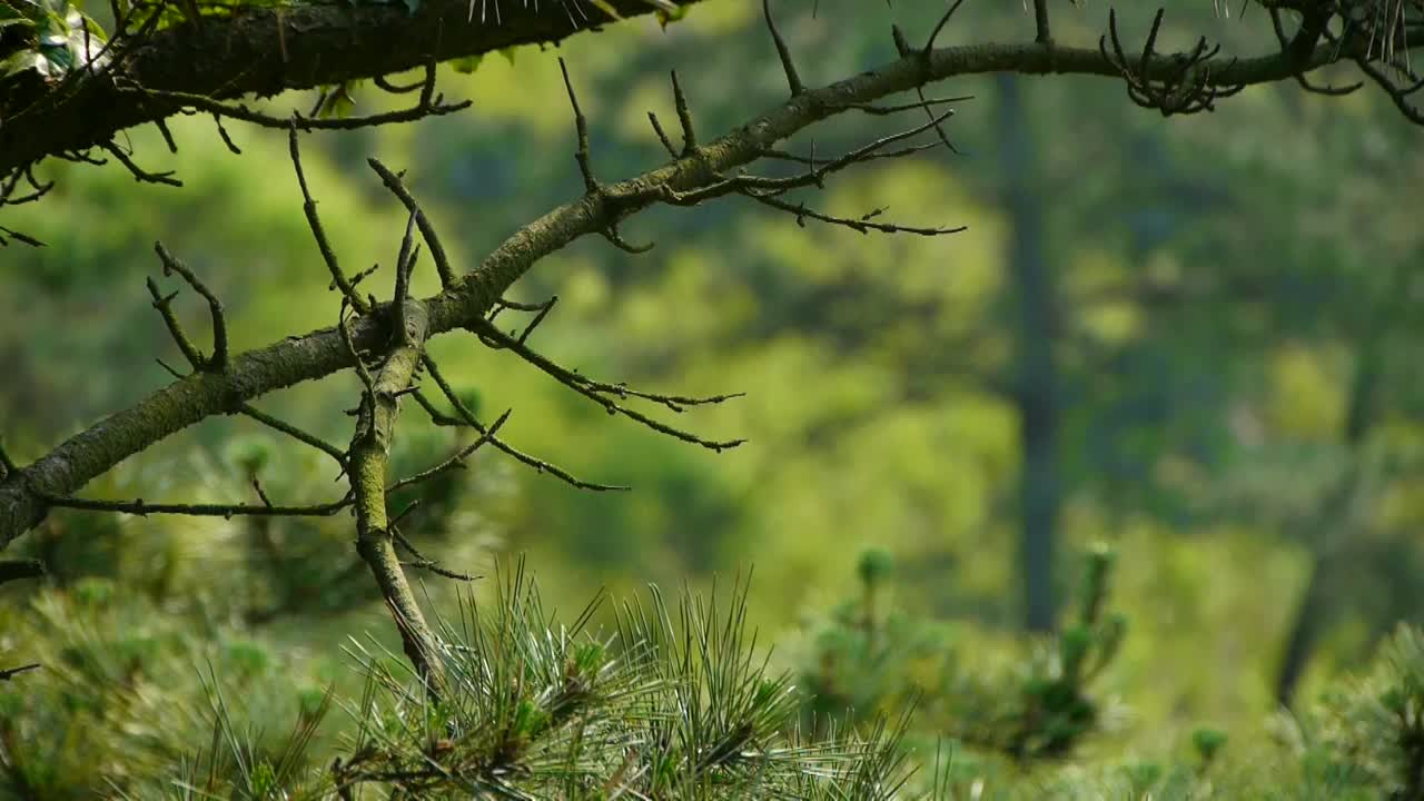 松树，风中的灌木，浓密的秋千树，山坡杂草和草。视频素材