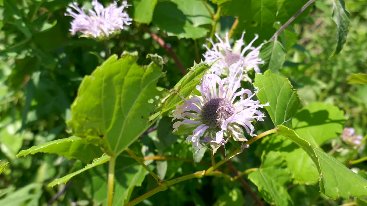 野生佛手柑花和小蜜蜂到达视频素材