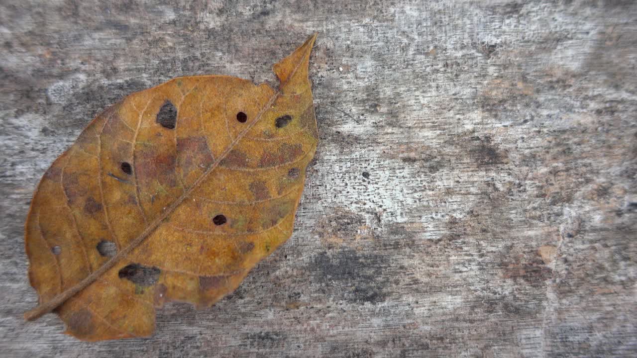 干树叶在旧木板卡车射击视频素材