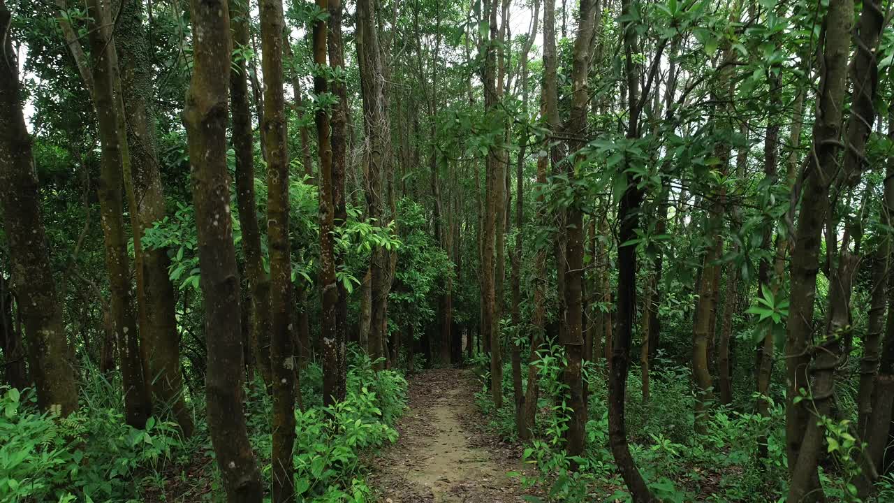 夏季热带森林景观视频素材