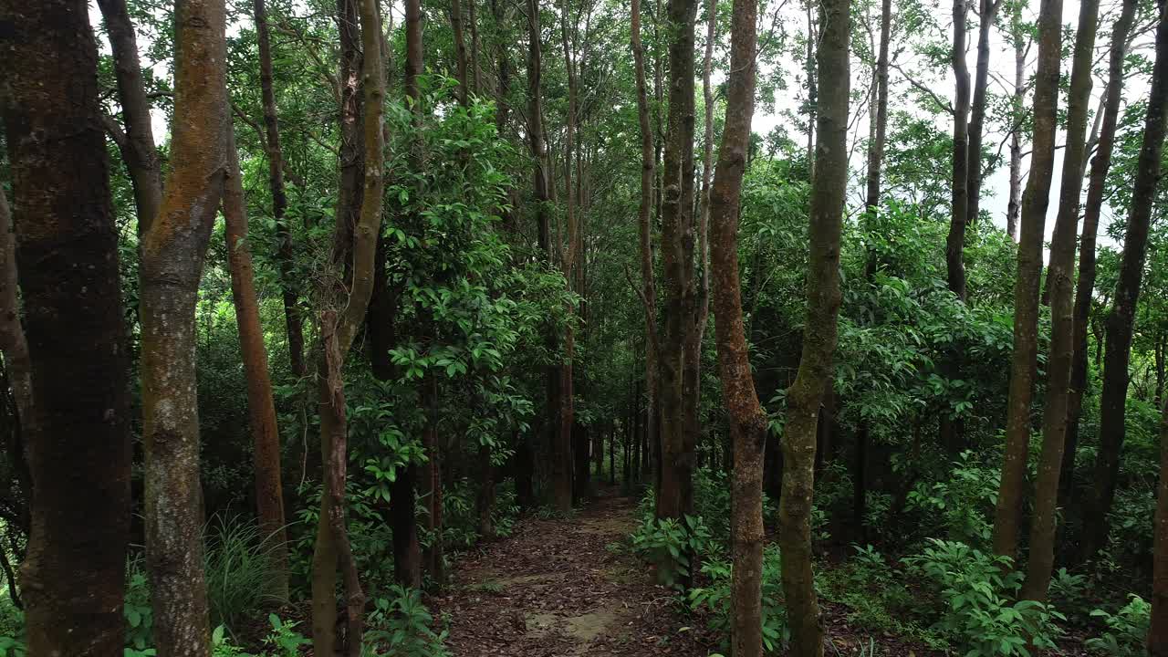 夏季热带森林景观视频素材