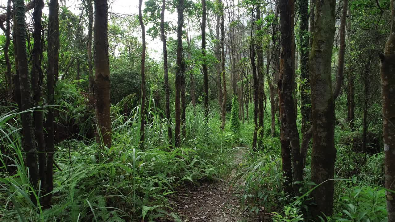 夏季热带森林景观视频素材