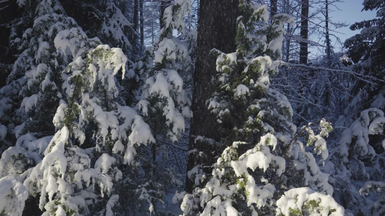 松林里的雪道视频素材