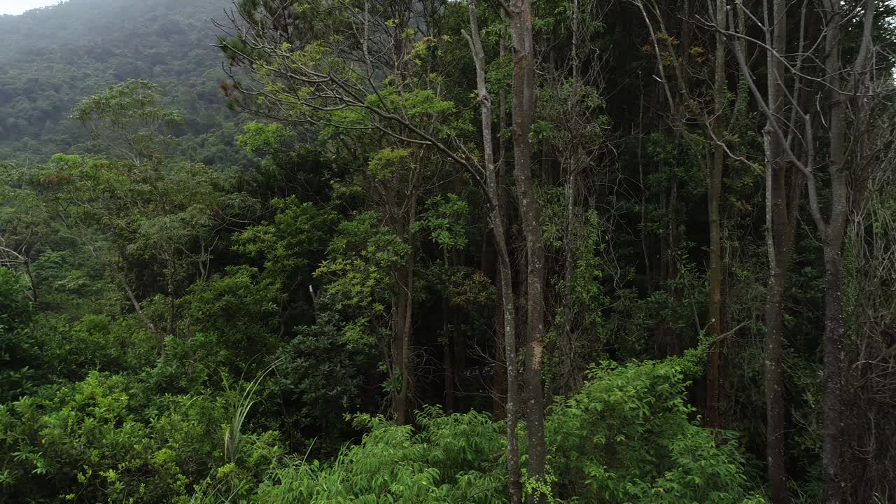 夏季热带森林景观视频素材