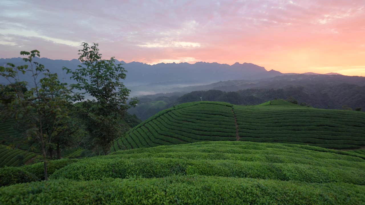 早上的茶园视频素材