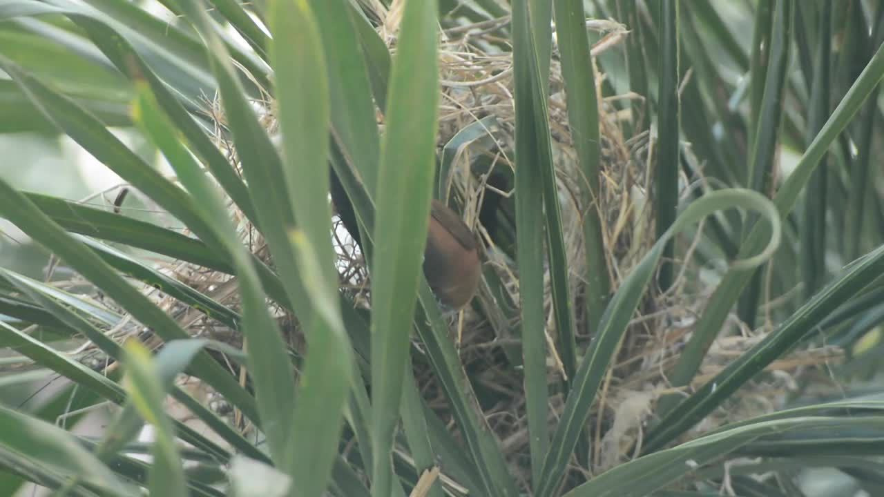 鸟视频素材