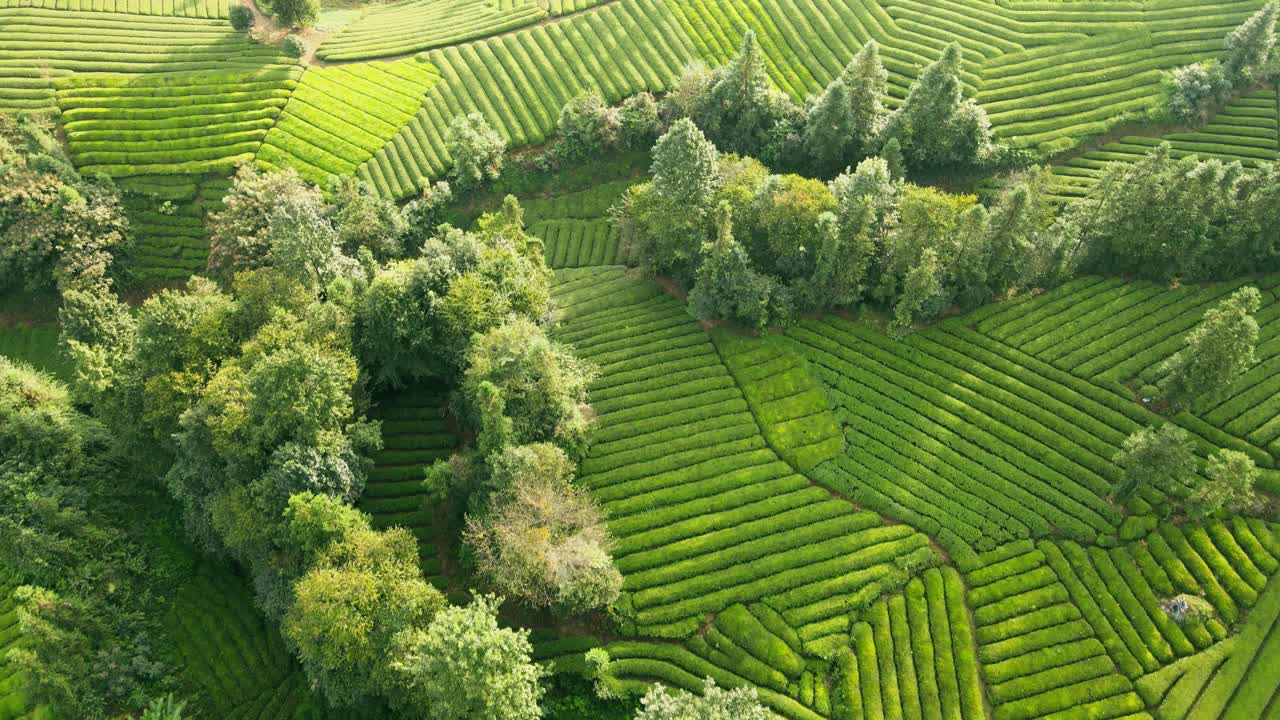 鸟瞰山上的茶园视频素材