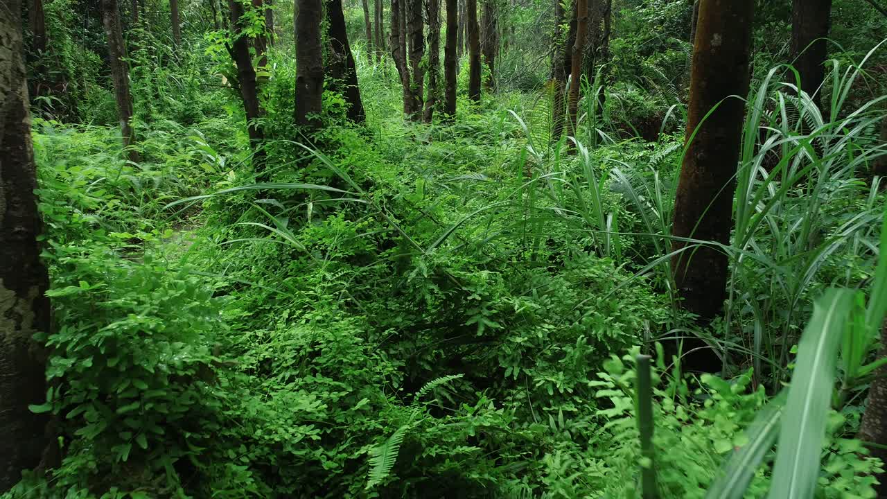 夏季热带森林景观视频素材