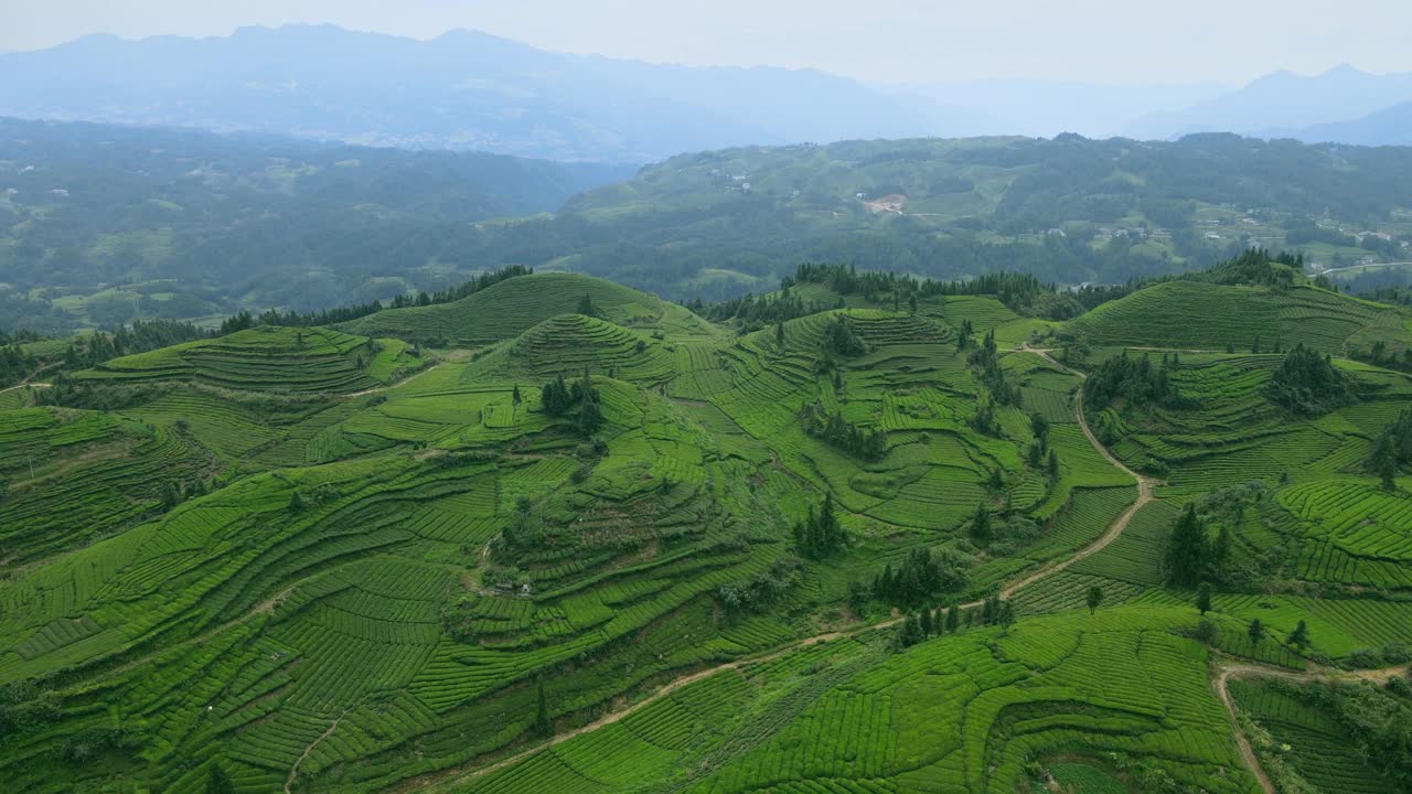 中国茶园鸟瞰图视频素材