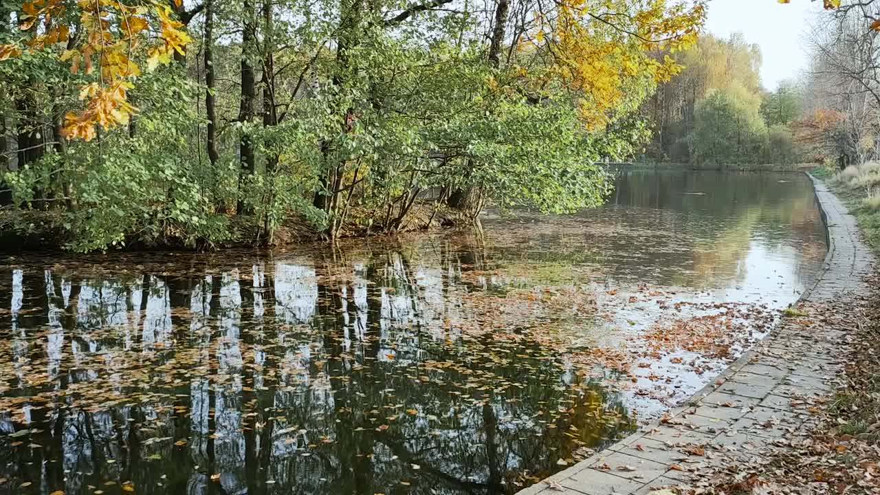 秋天的风景，一个池塘的黄叶和倒影在它视频素材