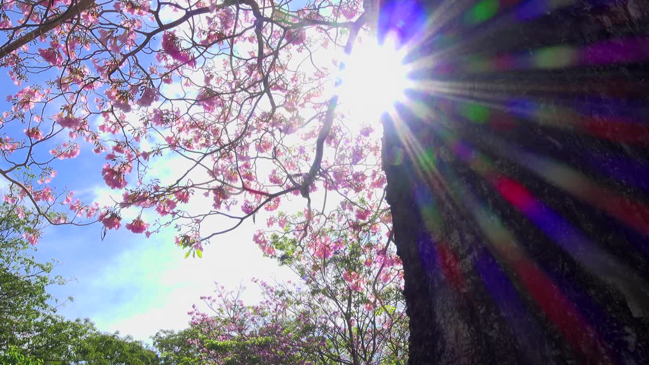 阳光和粉红色的花视频素材