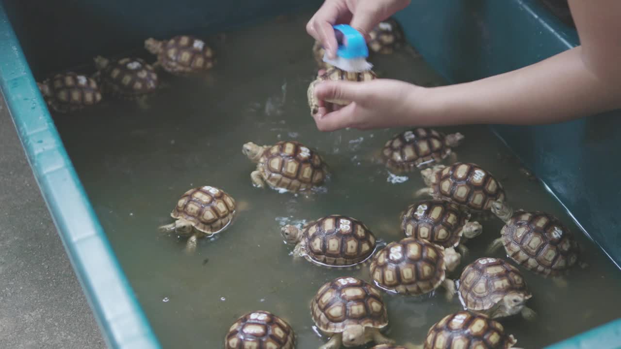 在养殖场照顾小海龟。视频素材