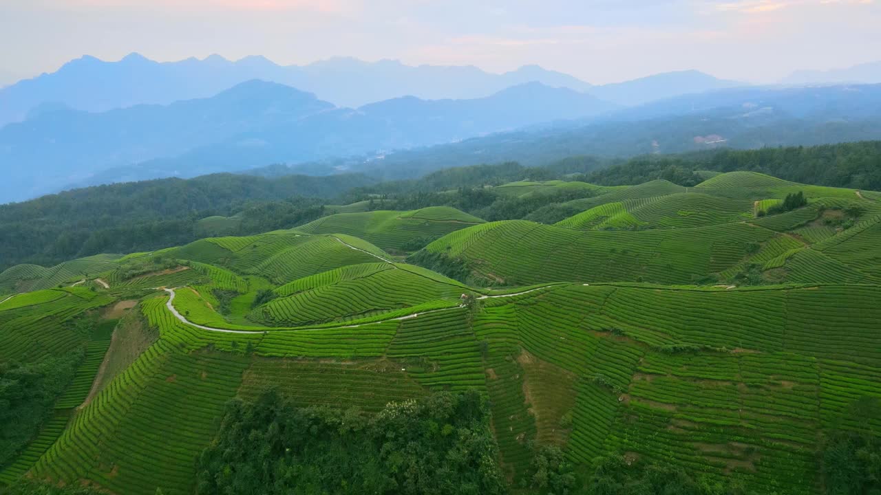 中国茶园鸟瞰图视频素材