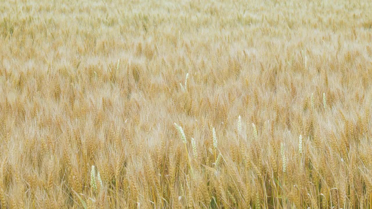 北海道的麦田在风中起舞视频素材