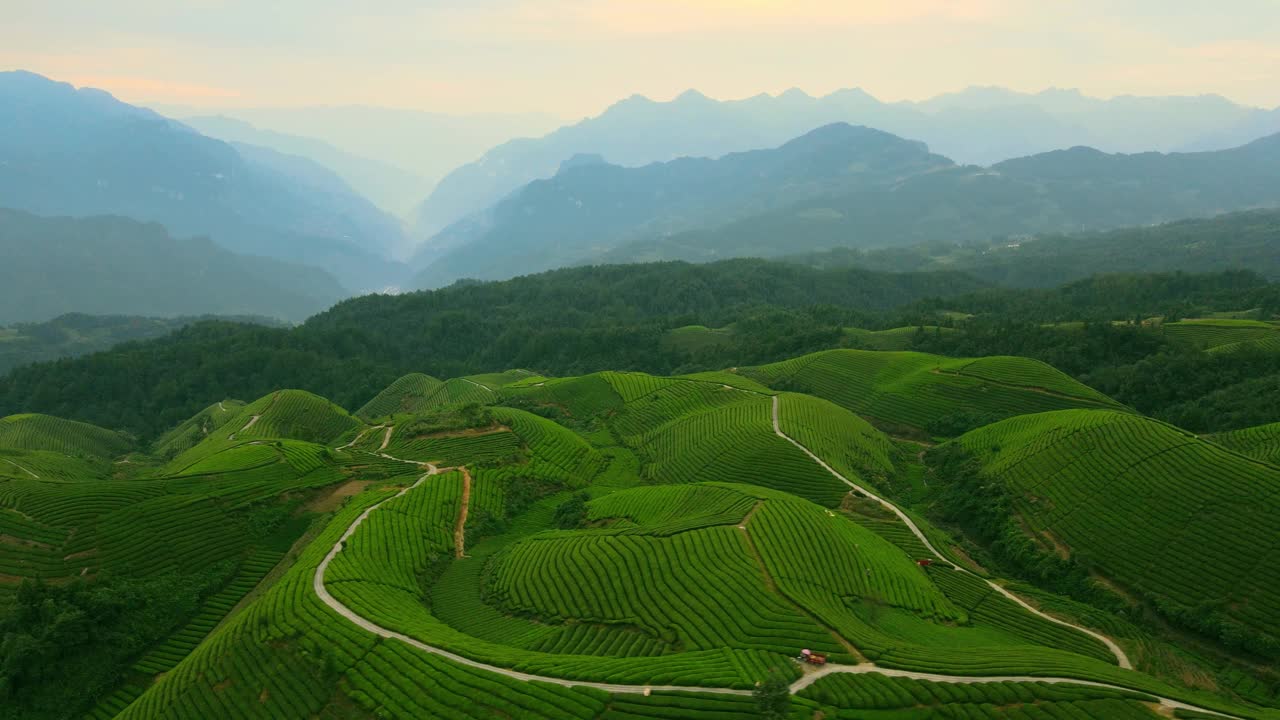 中国茶园鸟瞰图视频素材