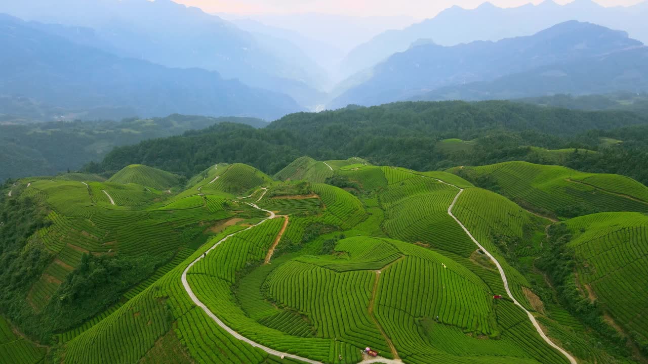 鸟瞰山上的茶园视频素材