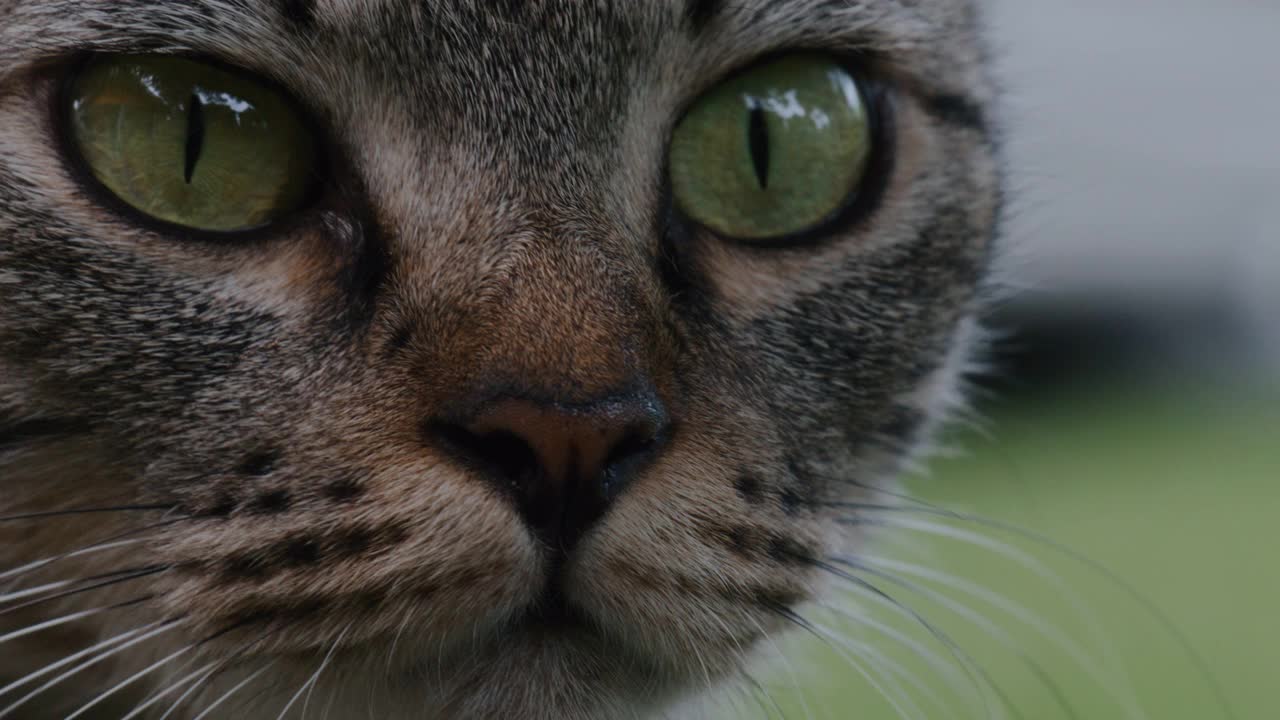 猫在花园里寻找气味视频下载