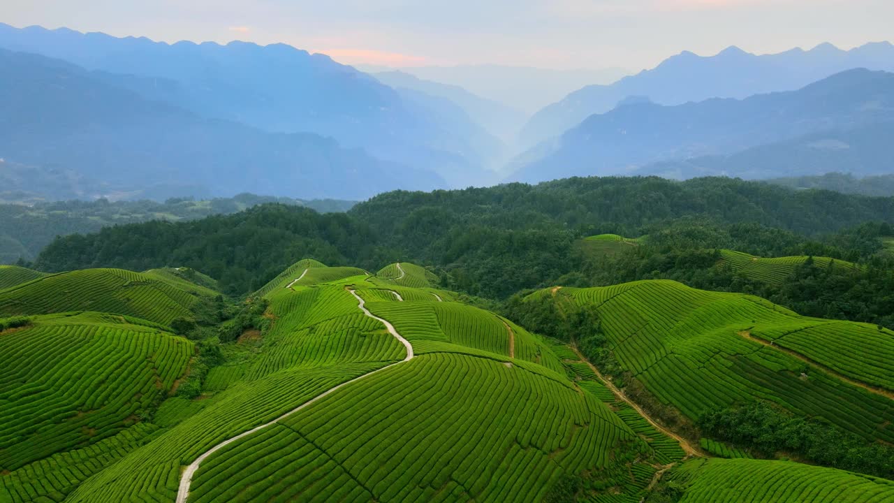 鸟瞰山上的茶园视频素材