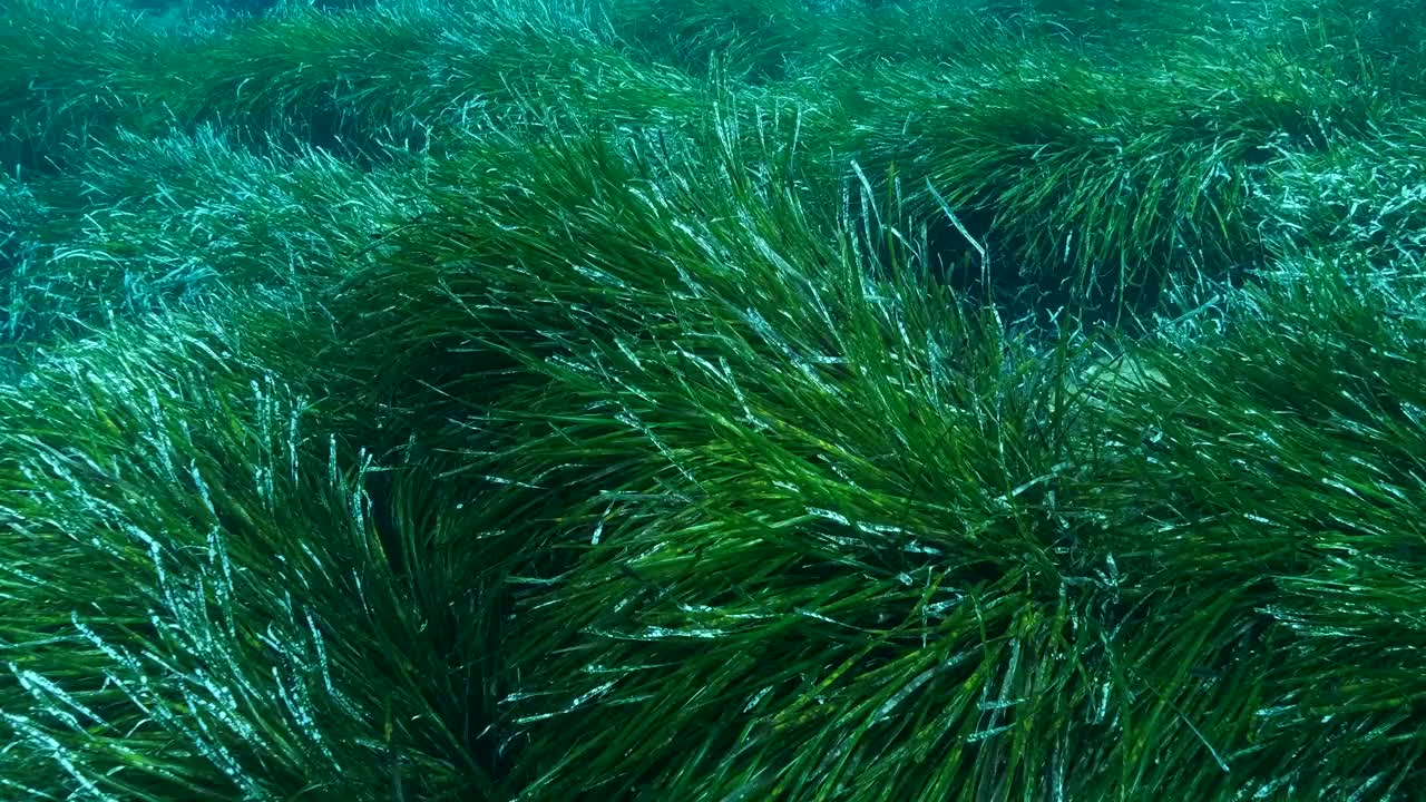 浓密的绿色海生草Posidonia的特写。俯视绿色海草地中海绦草或海王星草(Posidonia)。地中海、塞浦路斯视频素材