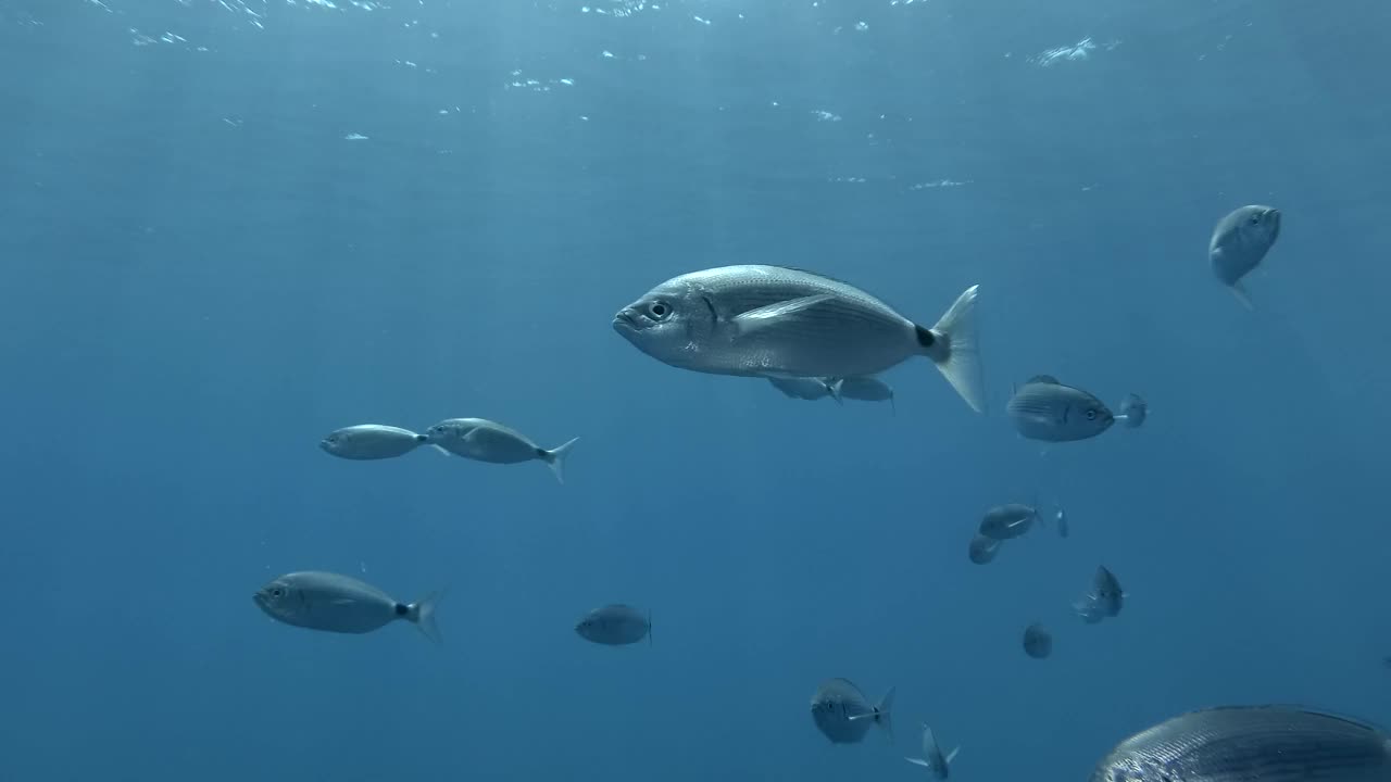 斑马鱼在阳光下的蓝色海水中游泳。地中海、塞浦路斯视频素材