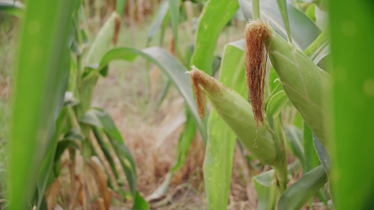 在农场的玉米地里准备收割的新鲜玉米视频素材