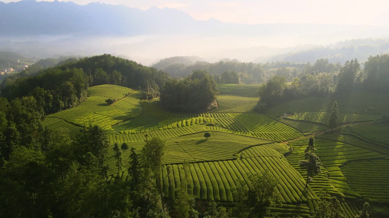 鸟瞰山上的茶园视频素材