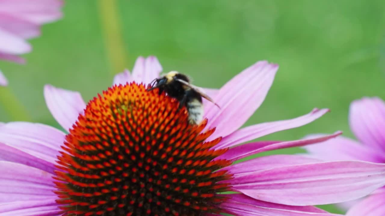 公园里一只蜜蜂在一朵盛开的花上的特写镜头视频素材