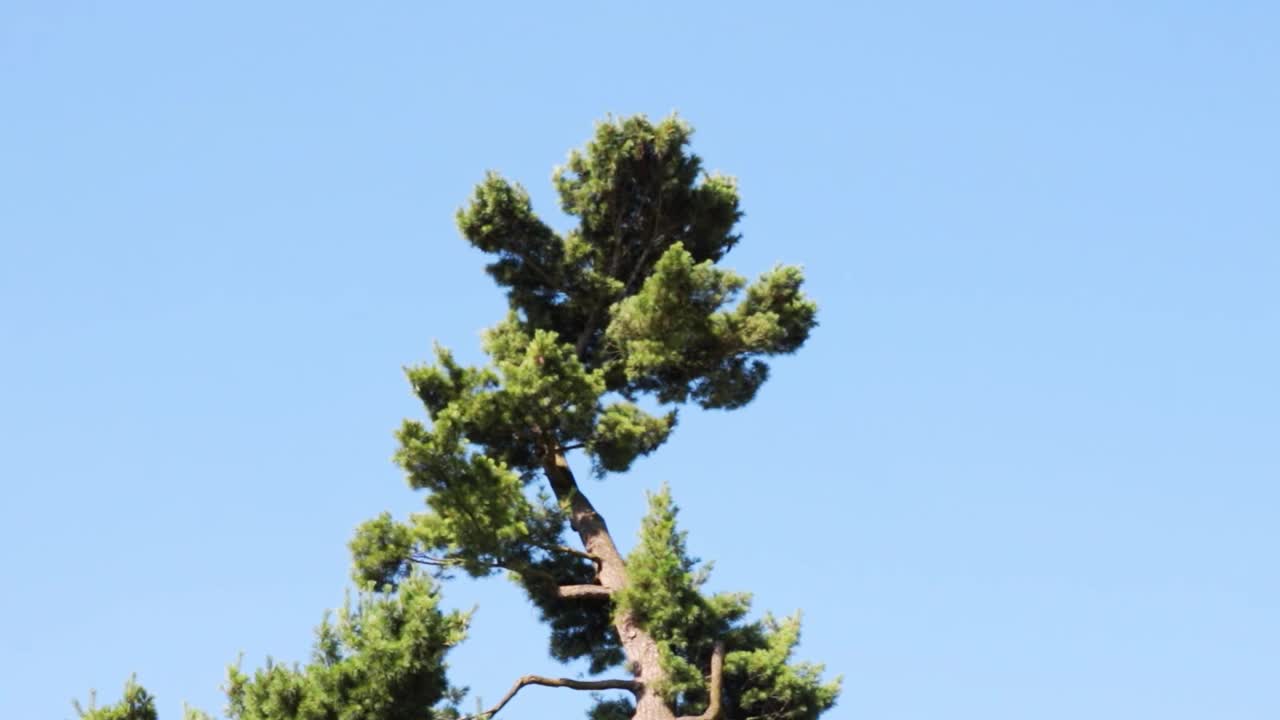 背景模糊，焦距不清。在蓝天的衬托下，一棵树在风中纺纱视频素材