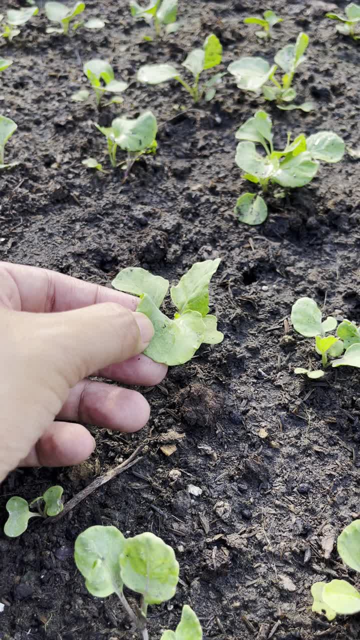 农民在美丽的花园里园艺的观点视频素材