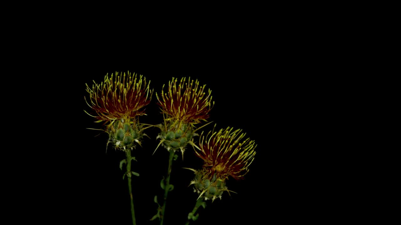 矢车菊属是菊科草本蓟类开花植物的一个属种视频素材