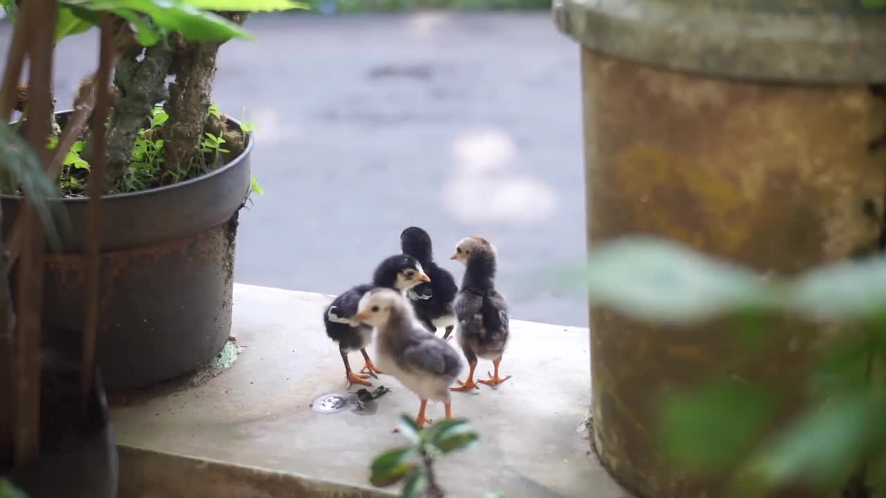 小鸡视频素材