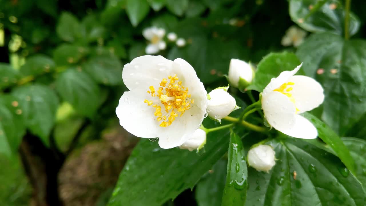 胶片颗粒。雨后公园里盛开着芬芳的茉莉花枝视频素材