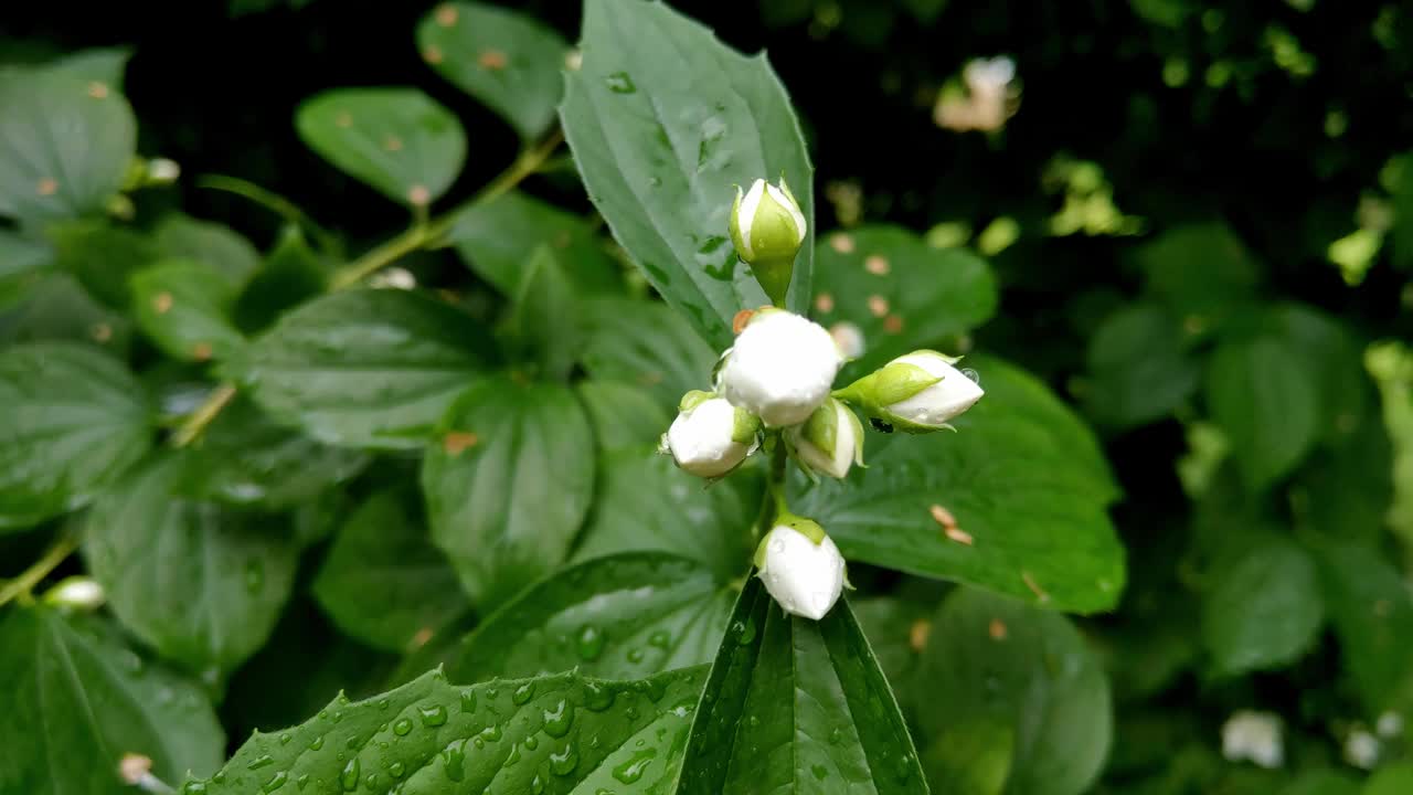 夏日公园里茉莉花枝的特写镜头视频素材