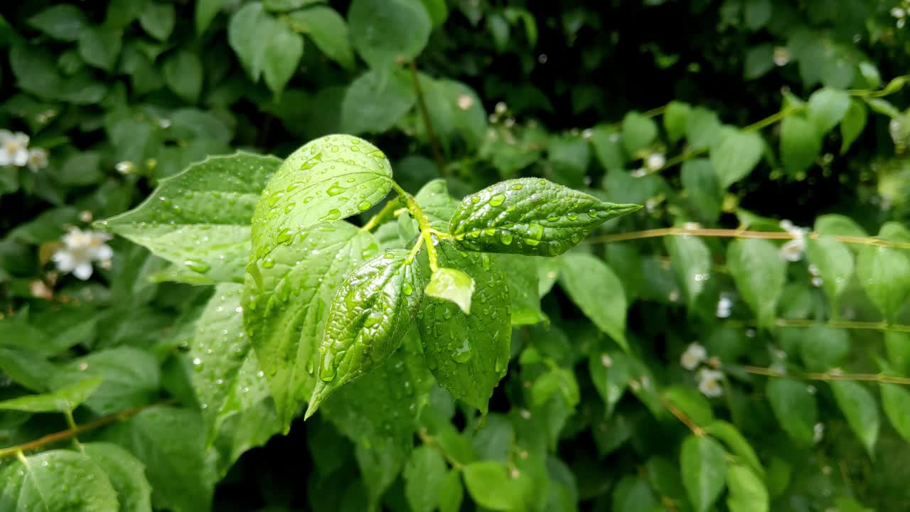 在公园里，雨后的小灌木丛枝头沾着水珠视频素材