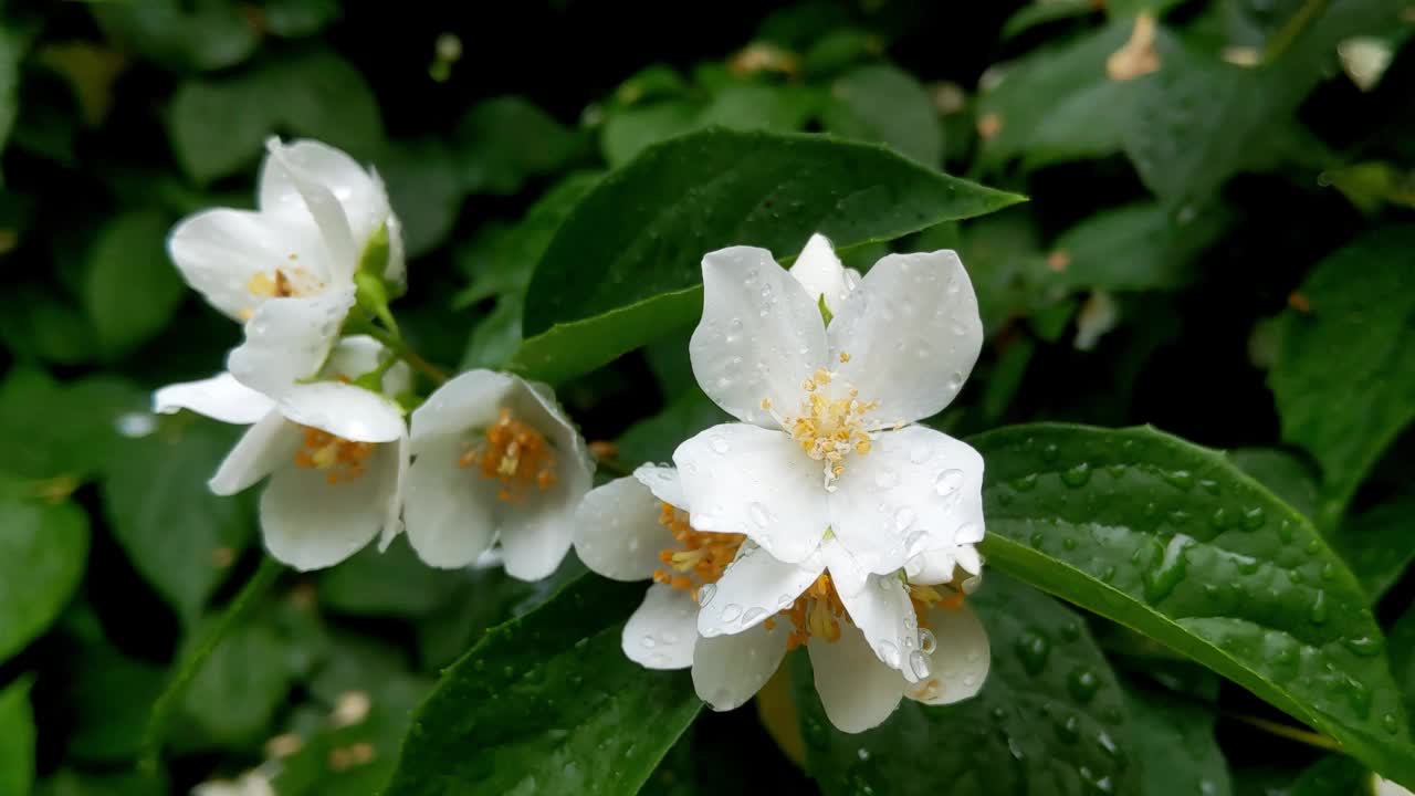 公园里盛开的茉莉花枝的特写镜头视频素材